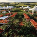 Feira do Trabalho e do Campo em Brazlândia com estandes de vagas de emprego e capacitações gratuitas em ambiente rural brasileiro.