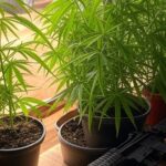 Plantas de maconha e arma falsa apreendidas em casa em Itapoã, com viatura da Polícia Militar ao fundo.