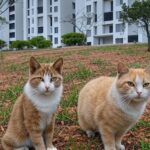 Condomínio residencial em Brasília com gatos de rua, representando lei de proteção a protetores de animais contra punições opressivas no DF.
