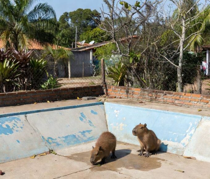 Filhotes de capivara em piscina vazia no Lago Norte, Brasília