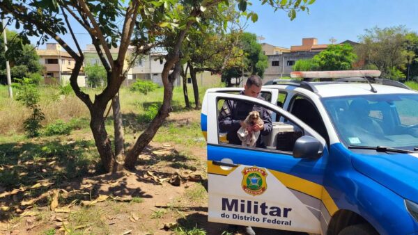 Viatura da PMDF resgatando sagui ferido em Brasília