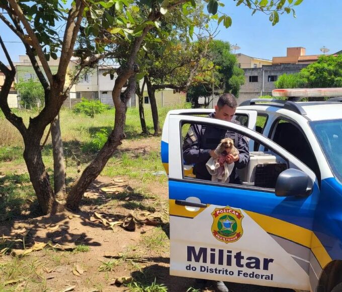 Viatura da PMDF resgatando sagui ferido em Brasília