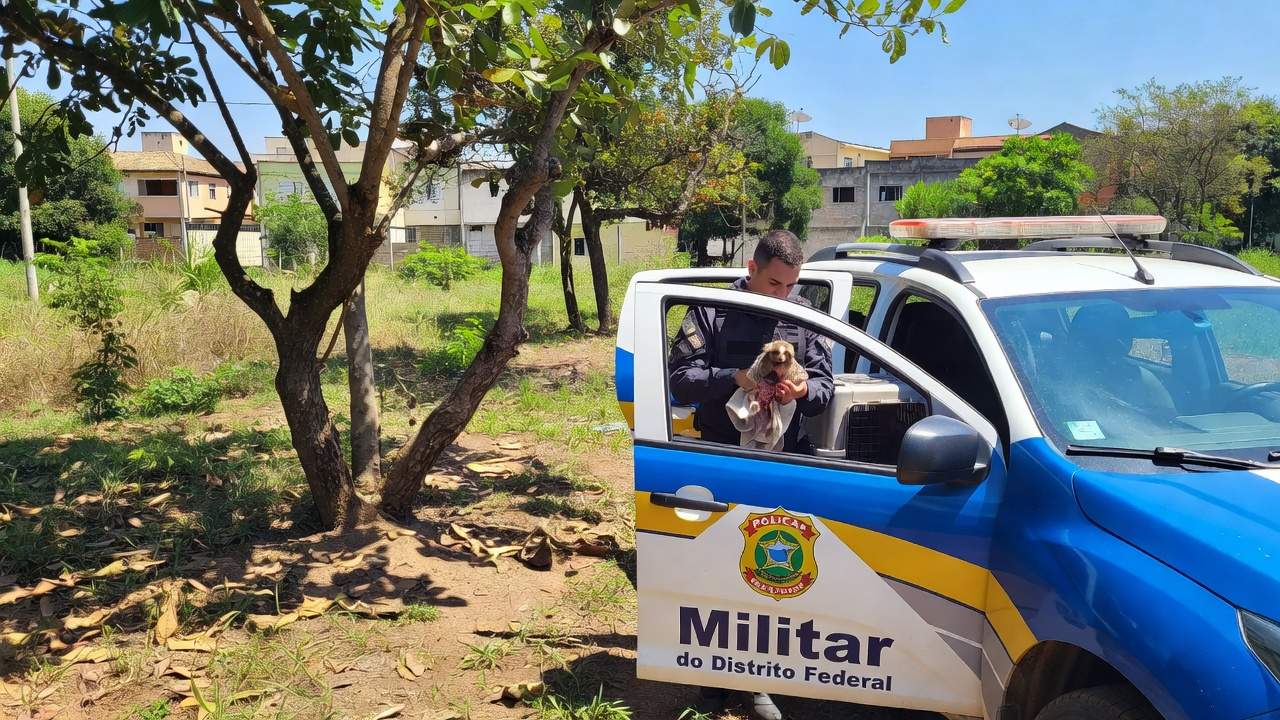 Viatura da PMDF resgatando sagui ferido em Brasília