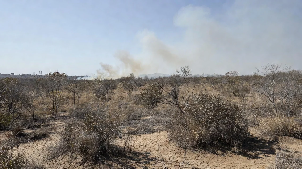 Paisagem do Cerrado no DF com áreas queimadas por incêndios durante seca prolongada